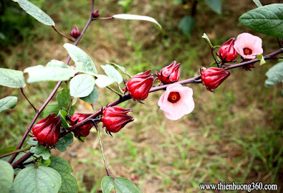 Công dụng tuyệt vời của Hoa bụp giấm - Hibiscus (Atiso đỏ)