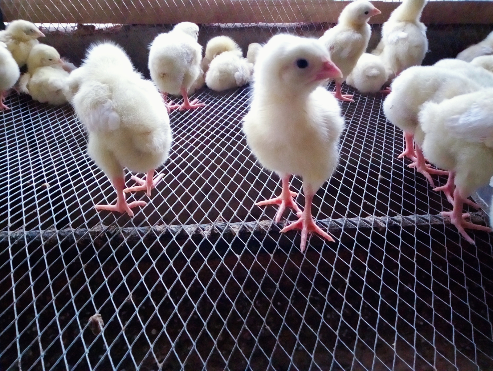 facts you should know WIRE MESH FLOOR SYSTEM ( Dimension and