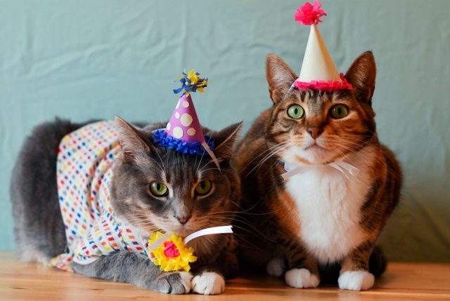 Sorprende a tu gato en su cumpleaños con estos deliciosos pasteles