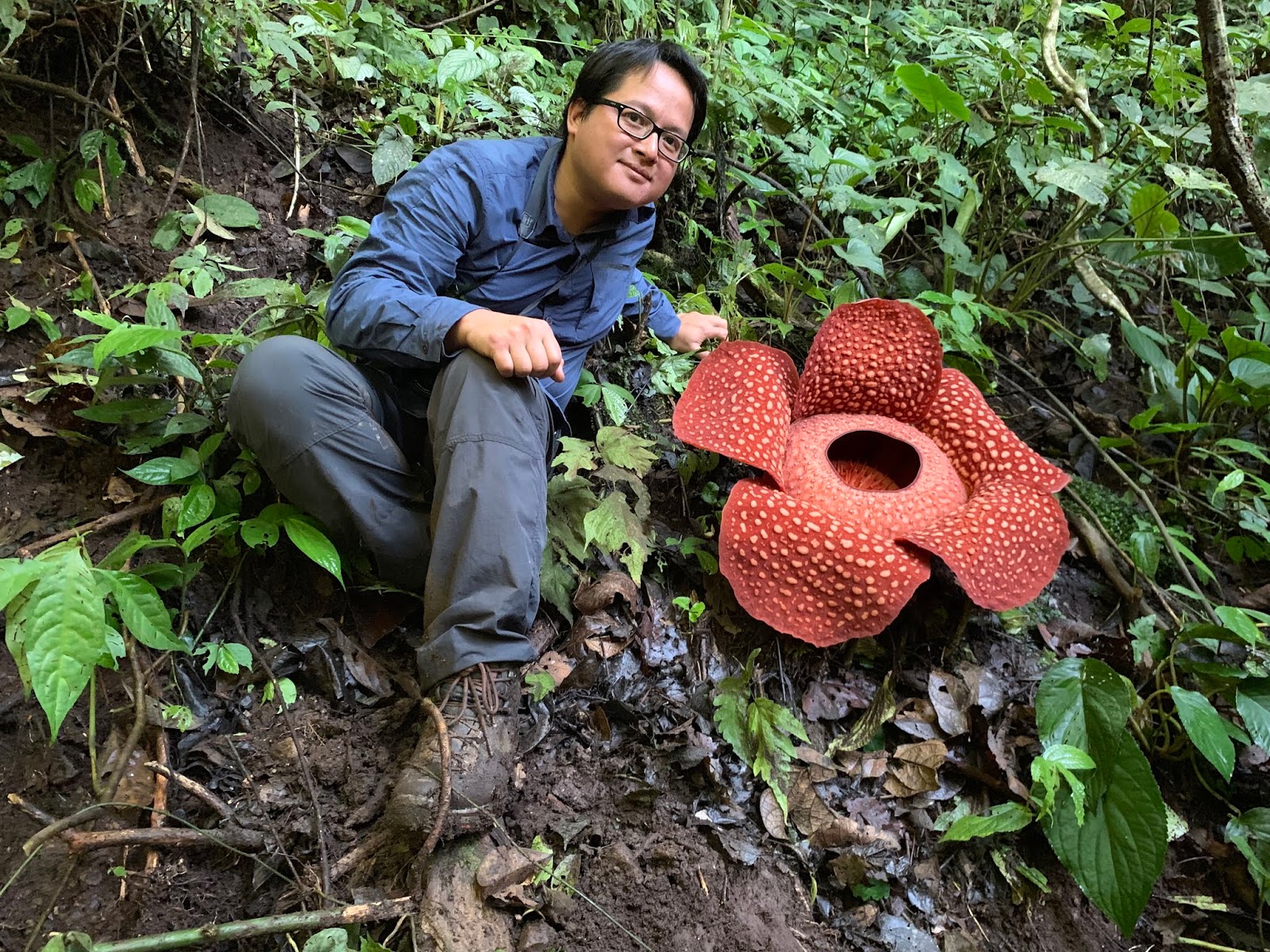 A garden's chronicle: Meeting with Rafflesia arnoldii, the world largest  flower.