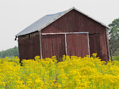 Red Barn among Mustard Plants