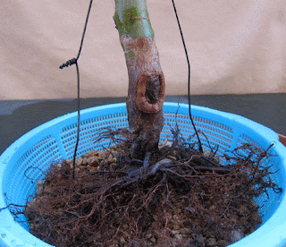 Acer palmatum shishigashira B