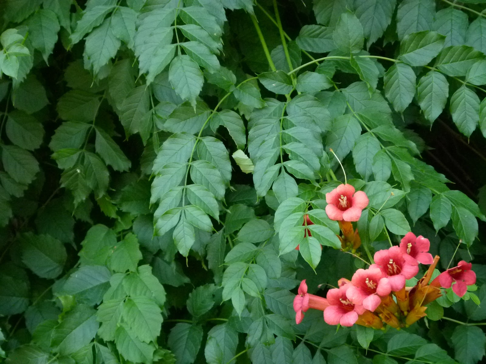 BeautifulNativePlants More Love for Native Vines