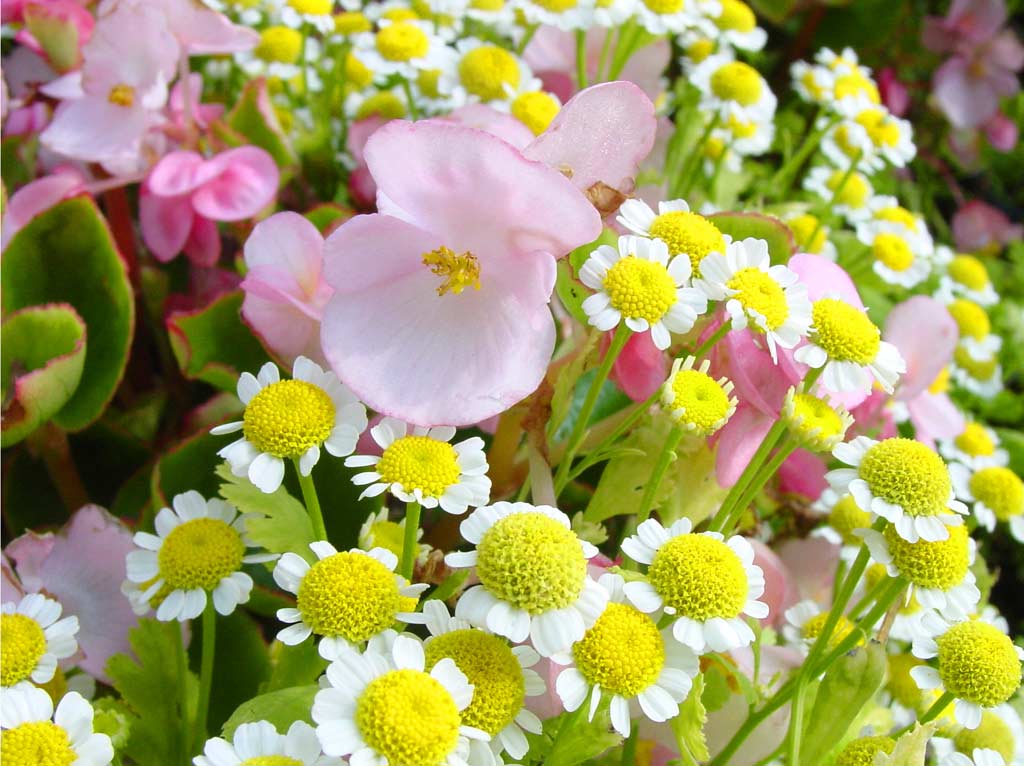 Amazing Spring Flowers  Wallpapers 521 Entertainment World