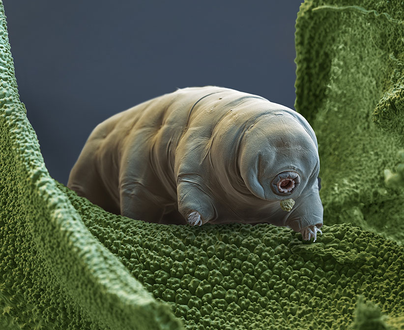 THE WESTERNER Meet the ‘water bear,’ the world’s toughest animal