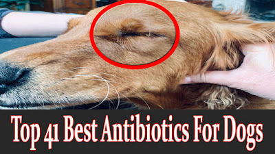 top-41-best-antibiotics-for-dogs-bacterial-infections-treatment