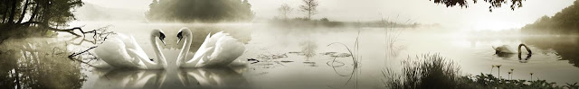  Скинали лебеди на озере в тумане