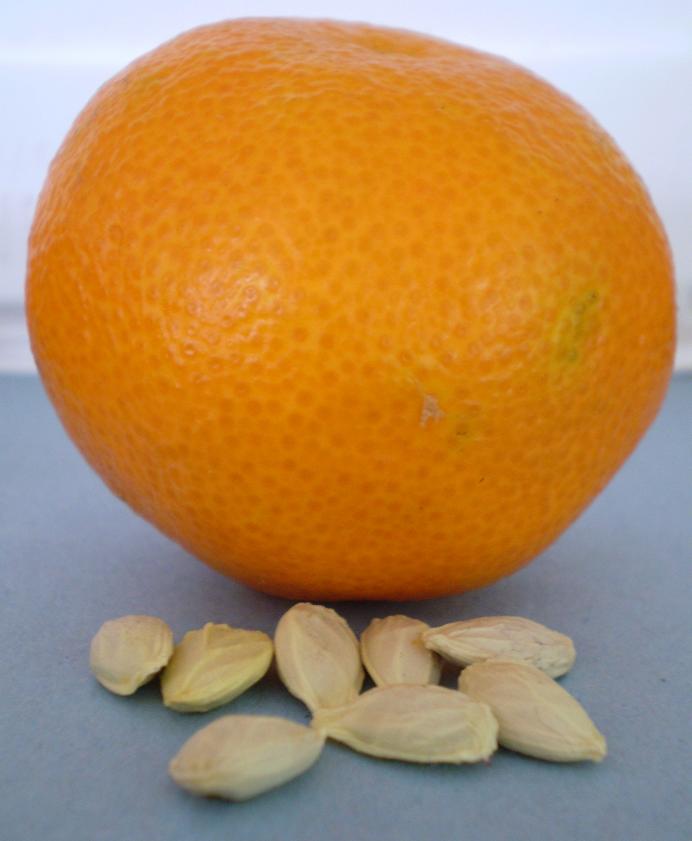 Green Jean orange seed