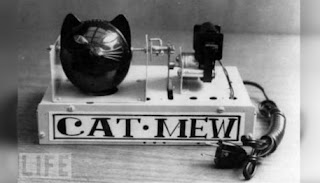 Cat Mew