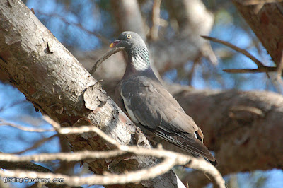 Tudó (Columba palumbus)