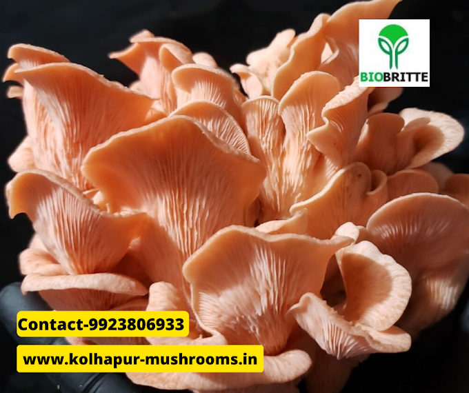 Online mushroom training in Satara | Mushroom farming | Biobritte mushroom farming 