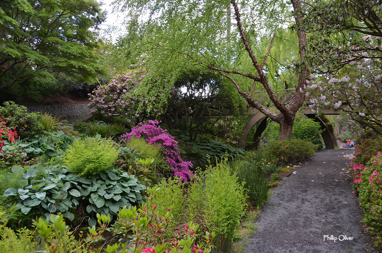 Crystal Springs Rhododendron Garden (Portland, Oregon)