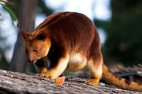  Senang sekali rasanya kali ini dapat kami bagikan artikel tentang Persebaran flora dan fa Persebaran Flora dan Fauna di Indonesia 