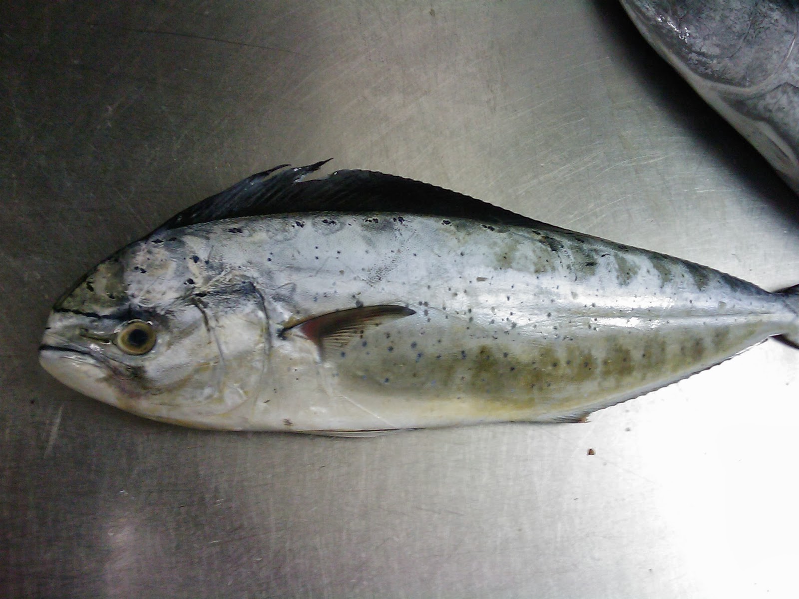 IL PESCE FRESCO : LA LAMPUGA