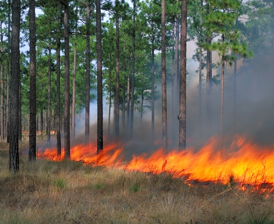 Fire Ecology Fire Adaptations