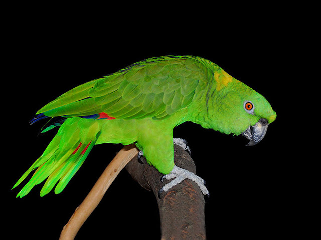 amazon bird, pet birds, amazon parrots adoption, parrot bird, 