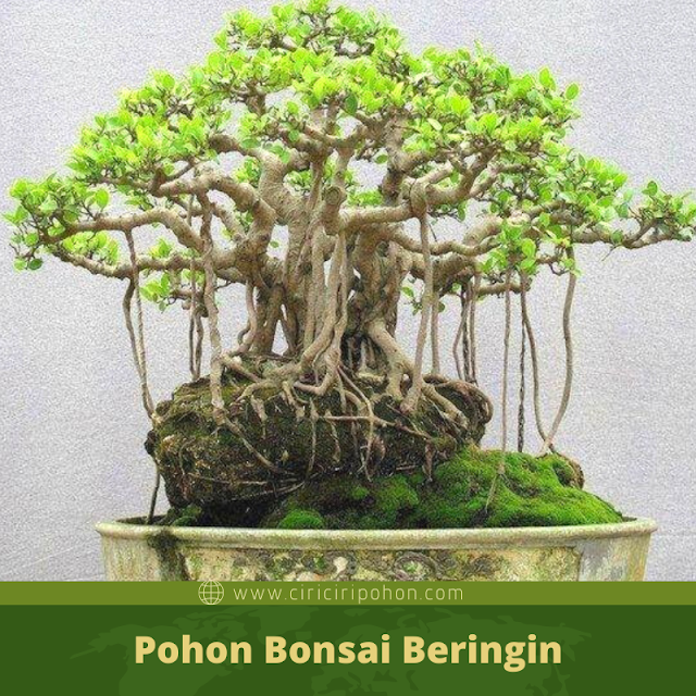 Ciri Ciri Pohon Bonsai Beringin