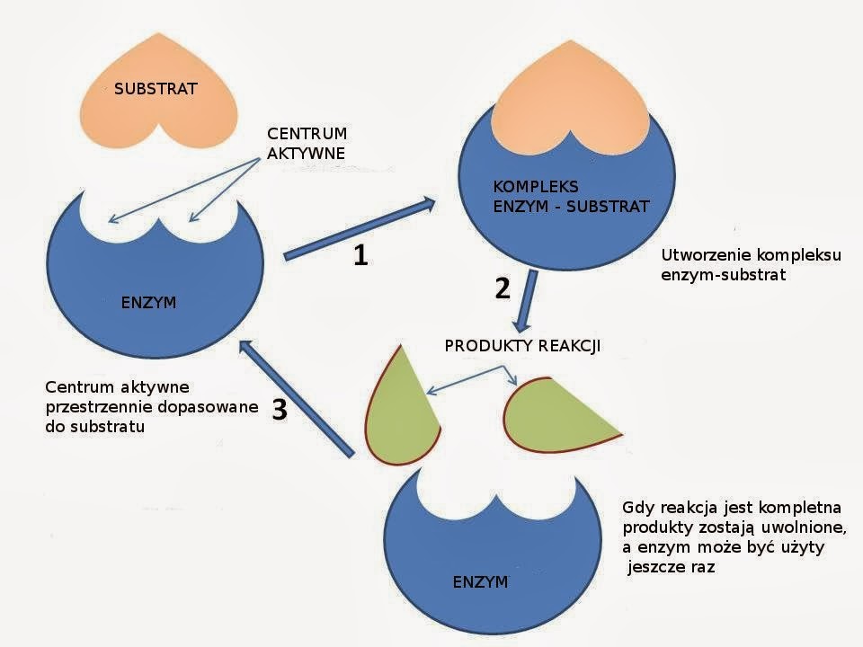 Wskaż Błędną Informację Dotyczącą Enzymów O biologii: października 2013