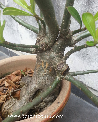 Adenium obesum, Desert Rose, Impala Lily trunk