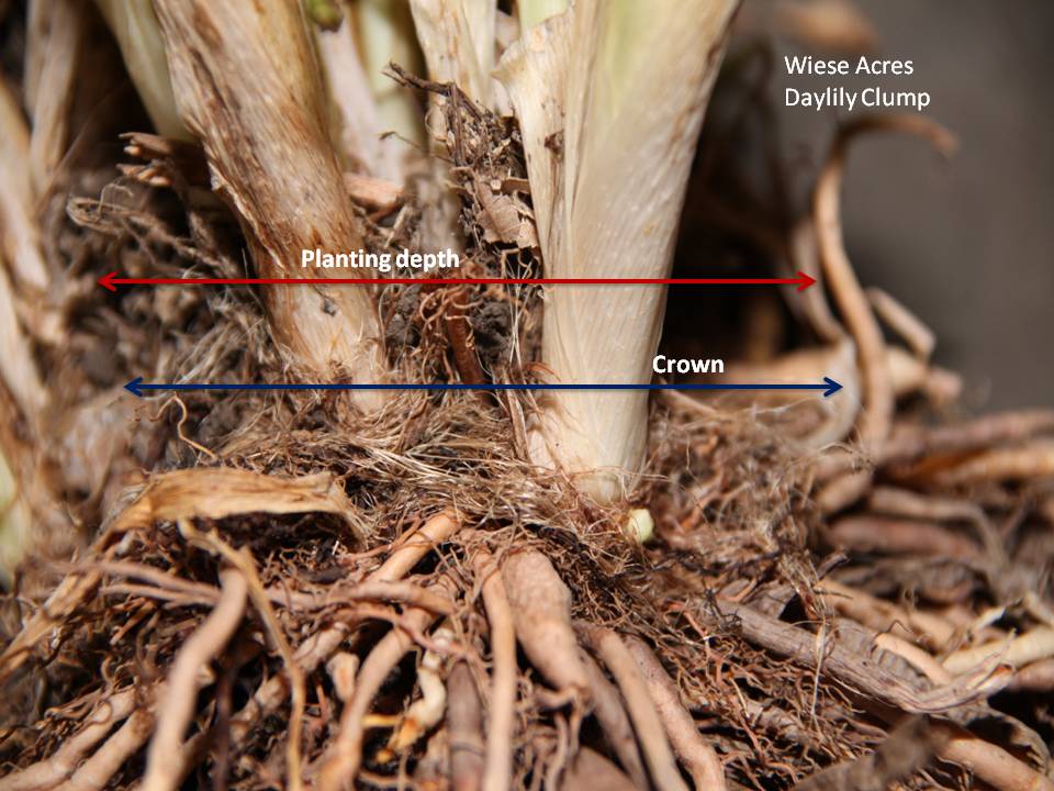 Wiese Acres: Planting Daylilies