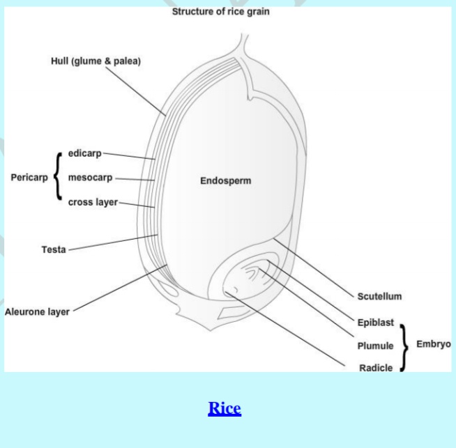 Structure and Composition of Cereal Grains
