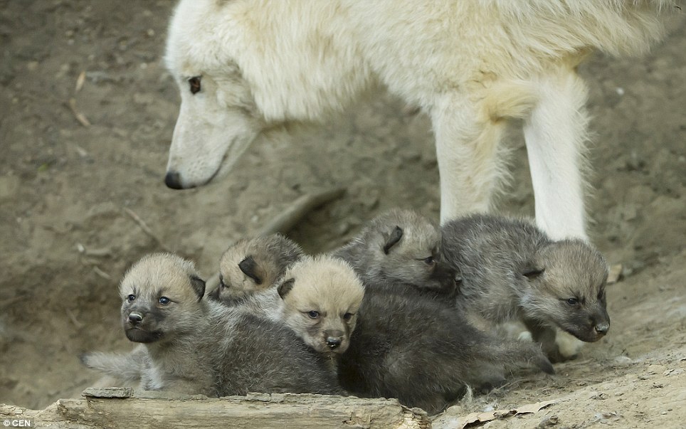 White Wolf : Cute arctic wolves born in Austria