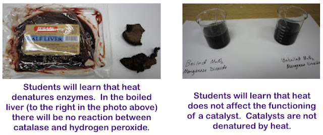 potato and hydrogen peroxide reaction