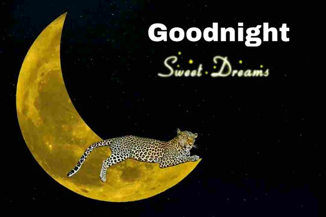 Sweet Dreams Good Night Images, Photos, Greetings and HD Pictures