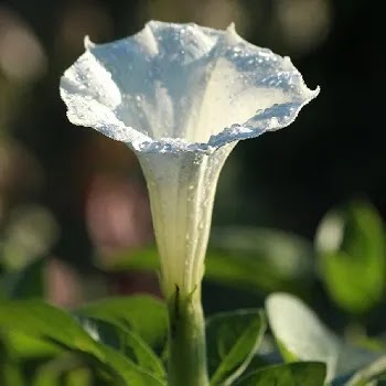 फुलांची नावे, Flowers Name In Marathi पांढरा धोतरा, Datura alba flowers name in Marathi