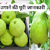 अमरूद को गमले में उगाने की पूरी जानकारी