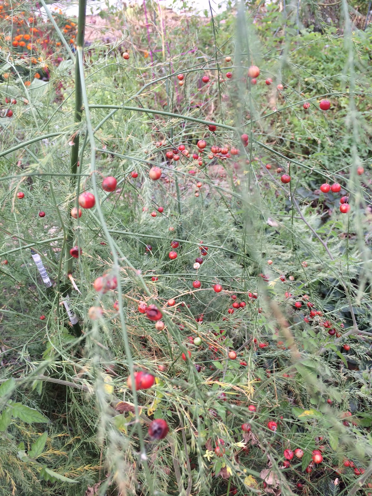 WashingtonGardener Fenton Friday Asparagus Berries