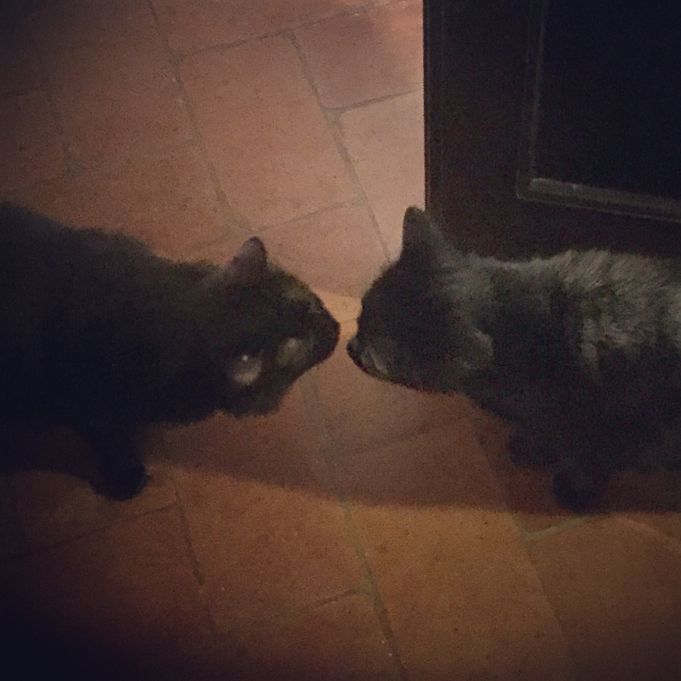 your_ears_should_hear Cat Callers