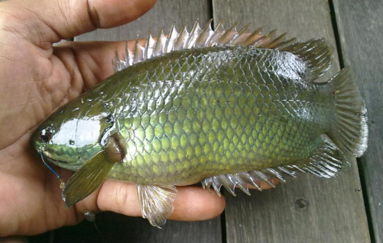 budidaya ikan betok budidaya ikan betok