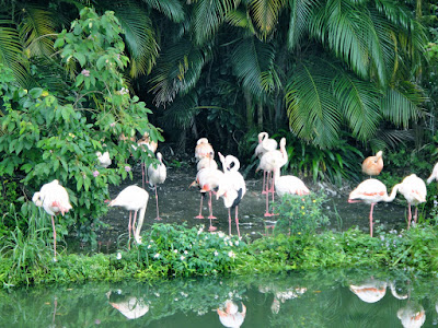 Pink flamingos Taipei Zoo Taiwan 