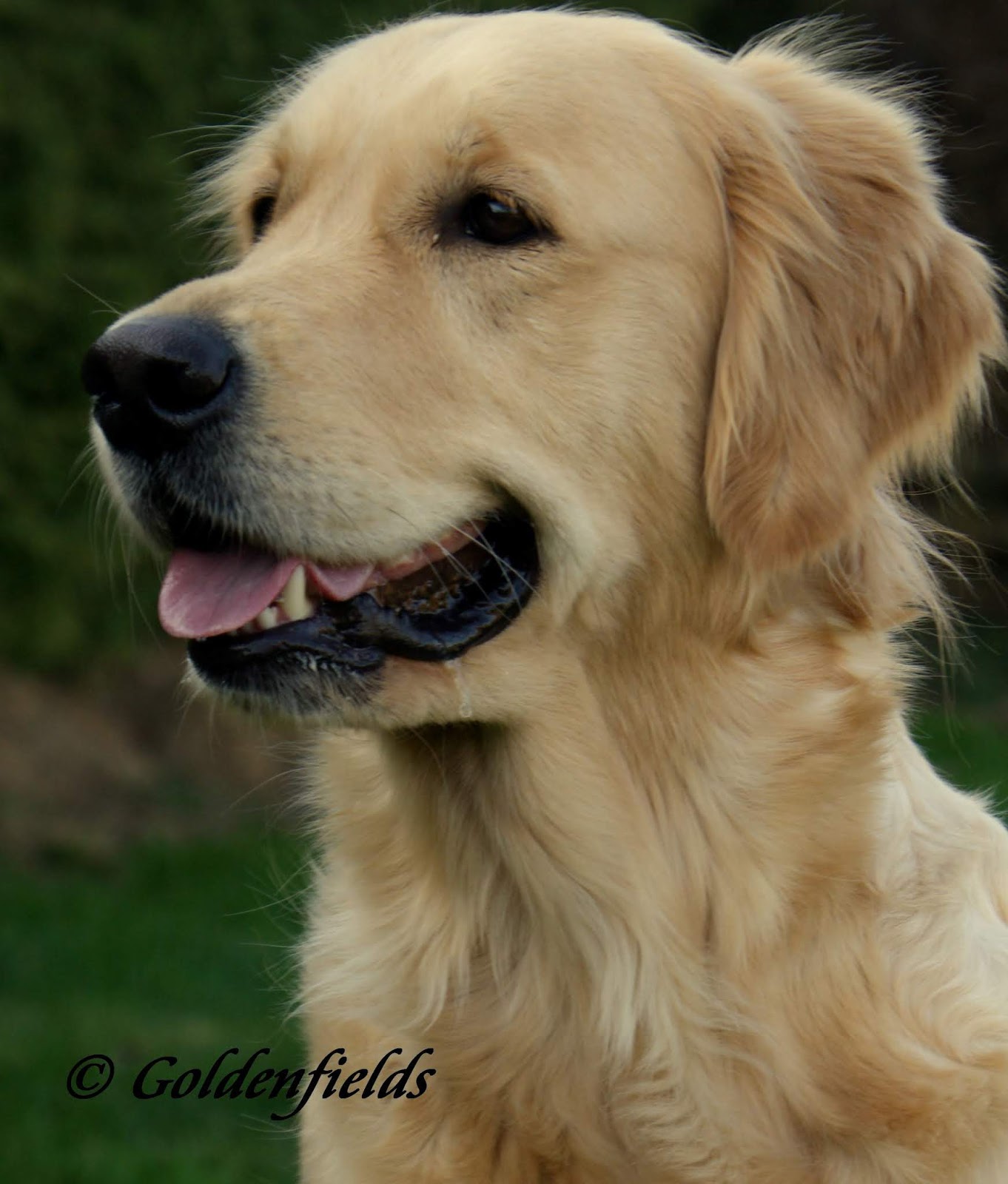 Goldwelpen Golden Retriever Welpen Familienzucht Golden Retriever Welpenplanung Oktober 2018 Wir Erwarten Erstklassige Golden Retriever Welpen Von Unserer Montana Und Nandu Of Golden Fields