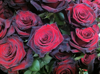 Black Magic Roses - Stein Your Florist Co.