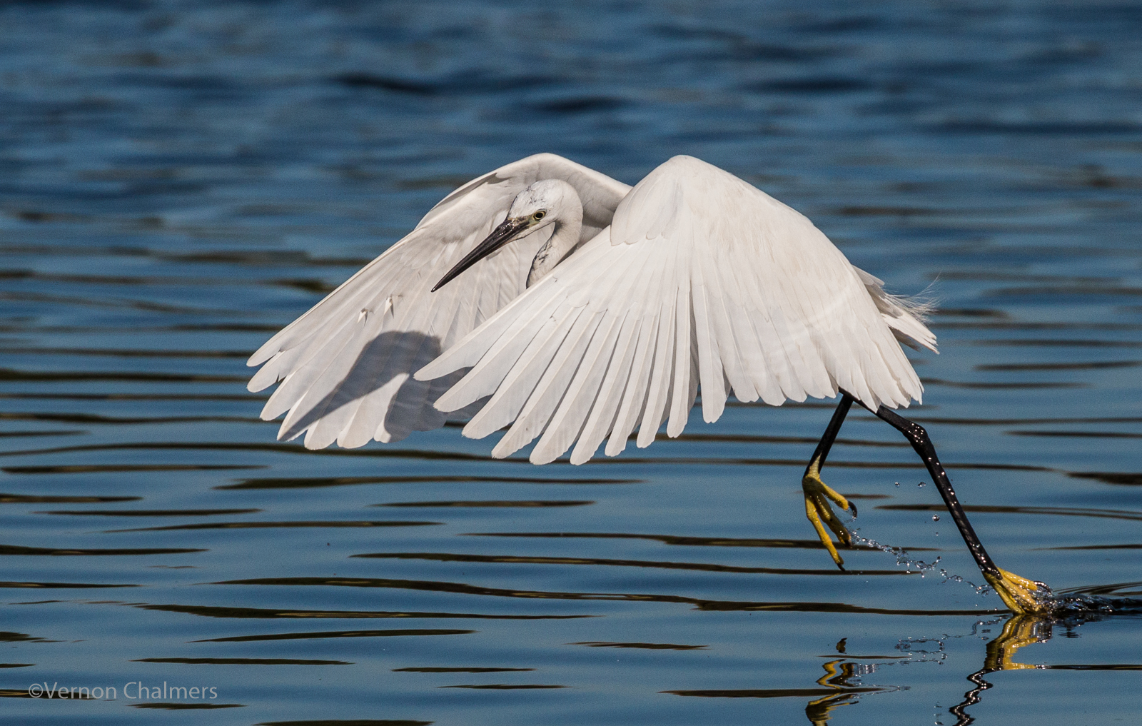 Vernon Chalmers Photography: Canon EF 70-300mm f/4-5.6L IS USM Lens