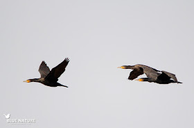Bando en vuelo de cormorán grande (Phalacrocorax carbo), probablemente volarán hacia el río, donde les gusta ponerse a descansar y secar sus plumas mediante baños de sol.