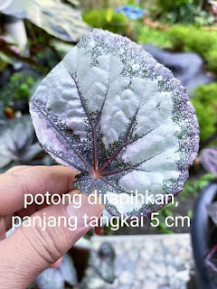 Cara menanam Dan Memperbanyak Begonia Dengan Mudah