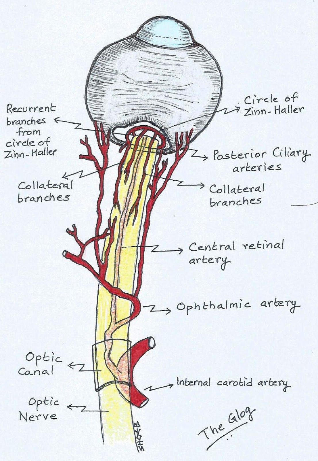 SPECIALIST BLOG "THE GLOG"