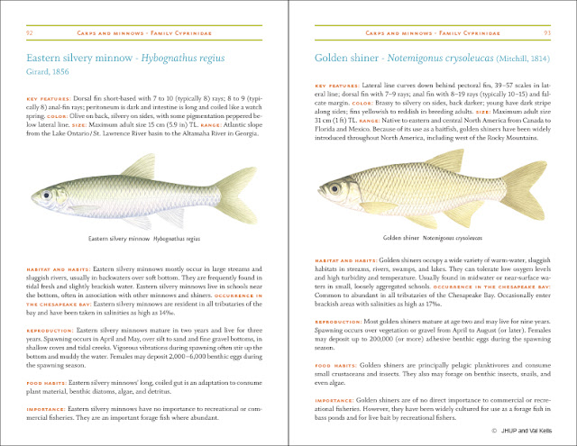 Field Guide to Fishes of the Chesapeake Bay: Look Inside