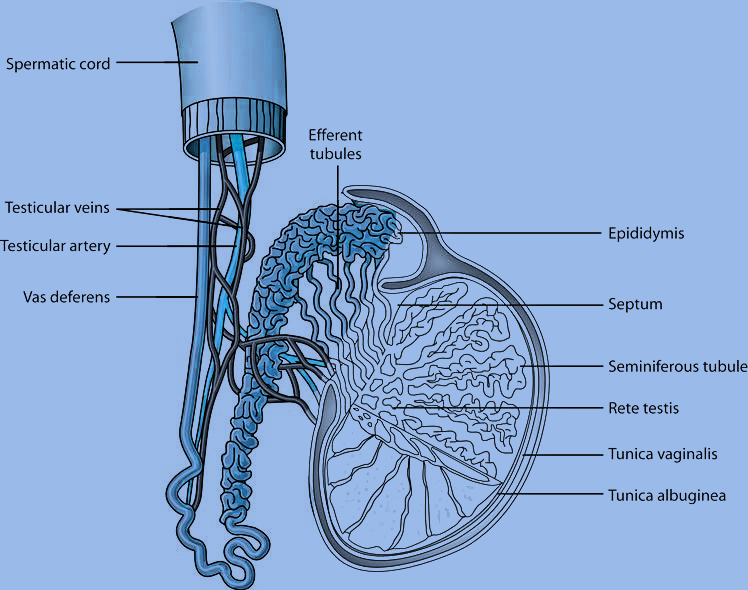 spermatic cord instant anatomy torrent