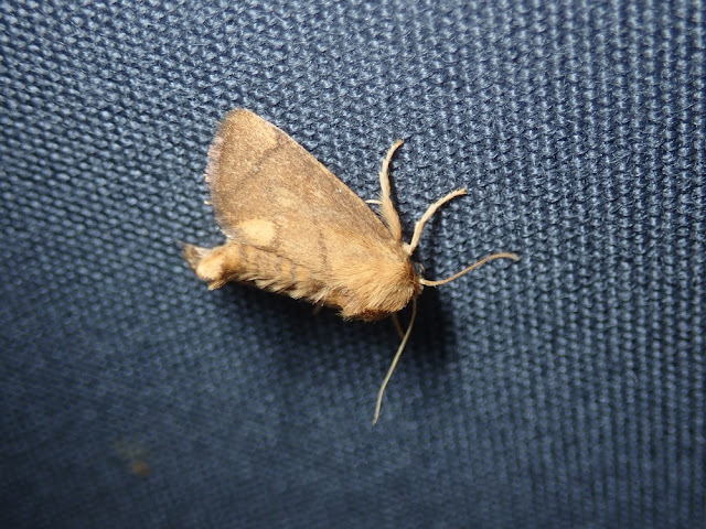 Apoda limacodes Apoda limacodes