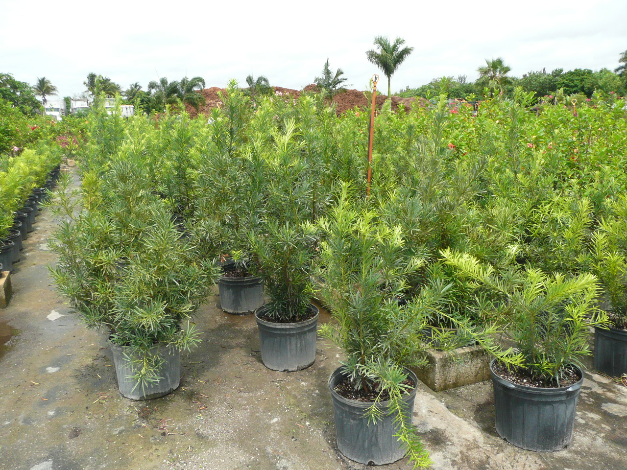 Gardening South Florida Style South Florida Hedge Plants v.I