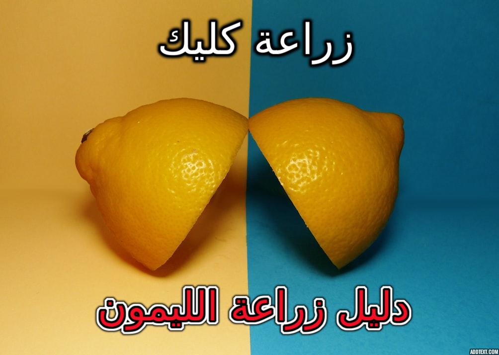دليل زراعة الليمون