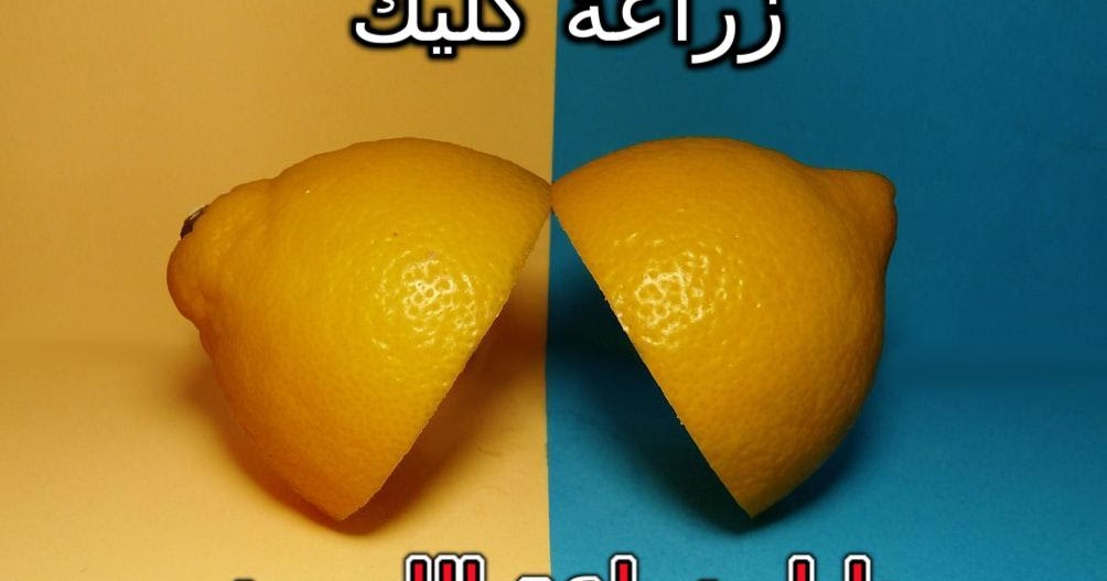 دليل زراعة الليمون