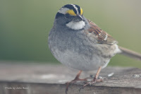 White-throated sparrow – Dunedin, PEI – May 31, 2017 – by John Read
