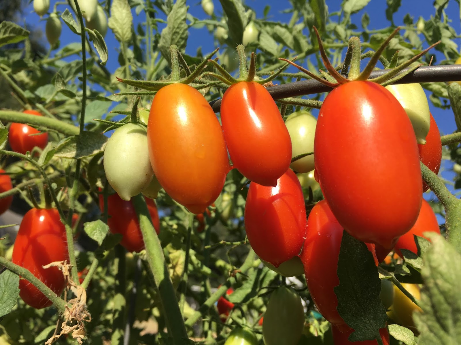 Seed starters, be realistic It will be hot this summer