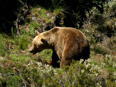 oso pardo en Moratalla, Región de Murcia