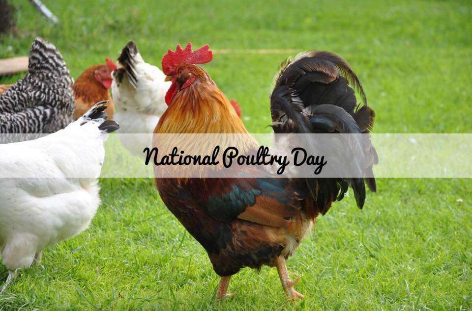 National Poultry Day Wishes for Whatsapp National Poultry Day Wishes for Whatsapp